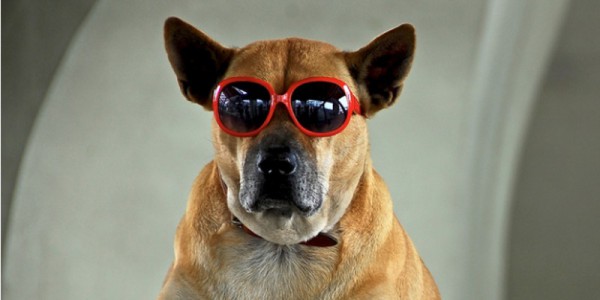 cool-dog